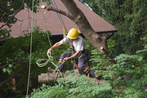 Lawn Renovation and Restoration in Yeadon, PA